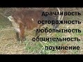 Как понять козу. Козий характер. Уход за козами это просто