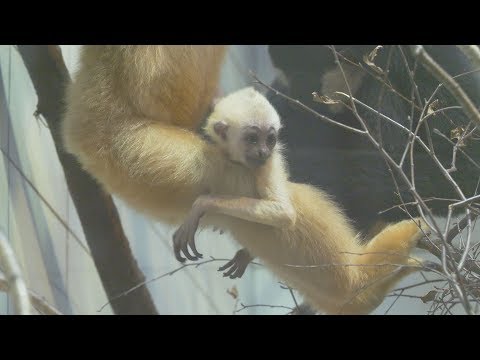 Video: Jaká zvířata žijí v tropickém stálezeleném lese?