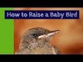 How to Raise a Baby Bird