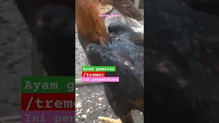 kaki ayam gemetar/tremor.klik segitiga#hobiayam #ayamberkualitas