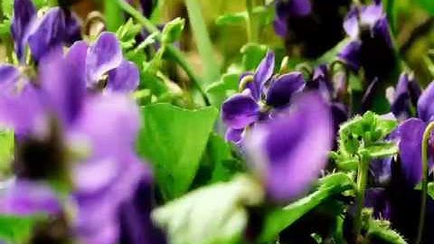 الطبيعة الخلابة و تلاوة لسلمان العتيبي مؤثرة من سورة الحديد