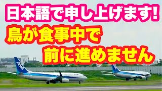 大阪伊丹空港の滑走路手前で鳥が何かを食べているので、飛行機が滑走路に向かえず、次の飛行機に追い越される様子です。