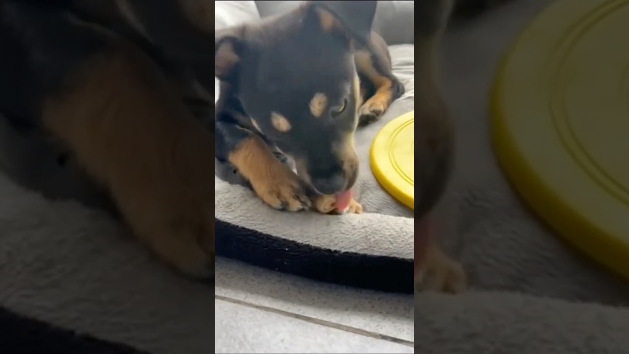 Full Focus Mode: Puppy Chewing ASMR 🦴😆 