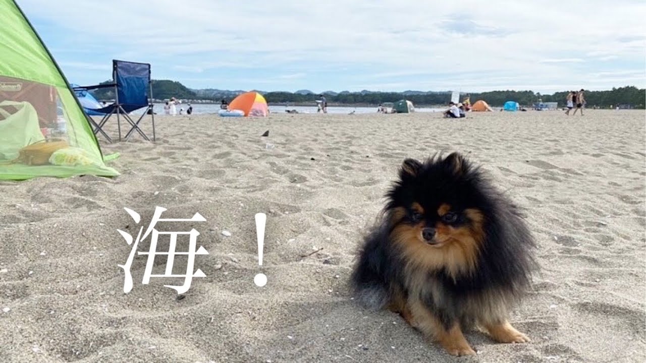 海に連れて来られたポメラニアン 犬 ポメラニアン ブラックタン 成犬 Youtube