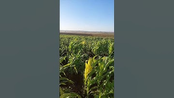 سورة الكهف  بصوت هشام الهزار #اكسبلور #حالات_واتس #fypシ #قران_كريم #قرآن #السعودية #هشام_الهراز #تيك