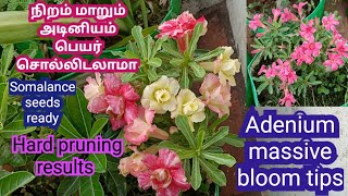 Adenium massive bloom Tips/ colour changing ADENIUM  name/ somalance seeds ready for sale 8973385884