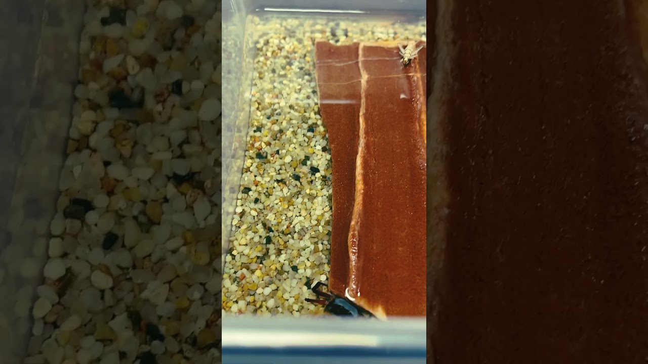 Quarantine - crab has half legs #crab #terraria #aquarium #animals #nature #quarantine #sad