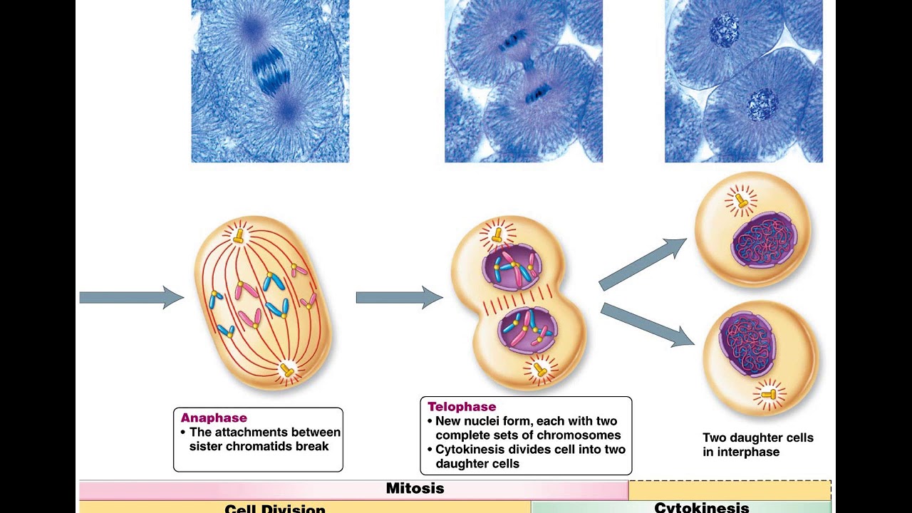 Деление клеток дерева. Деление клетки. Mitosis chromosomes. Анаплазматическое деление клетки. Канадская клетка.