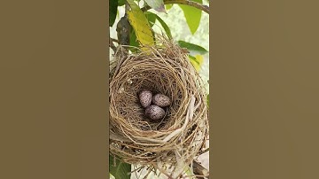 3 eggs of sparrow are in the nest ! natural short videos 30 seconds #short #eggs #nest #sparrow