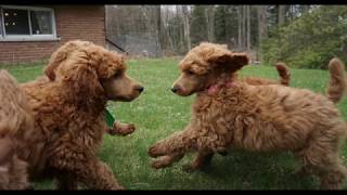 Red standard poodle puppies at almost 8.5 weeks old by Debra Pohl 1,083 views 5 years ago 3 minutes, 4 seconds