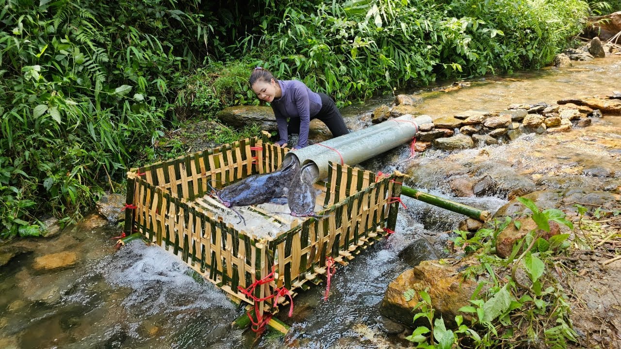 Unique way to trap fish from bamboo and plastic pipes - YouTube