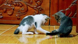 What are they doing of two adopted kittens by Creative Animals 193 views 6 months ago 2 minutes, 2 seconds