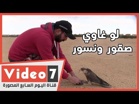 فيديو: الطيور الجارحة الرادع - إبعاد الطيور الجارحة عن الحدائق