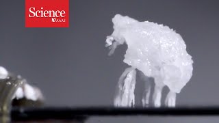 These strange salt creatures could help unclog power plant pipes