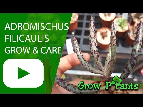 Adromischus filicaulis - grow & care (Colored succulent)