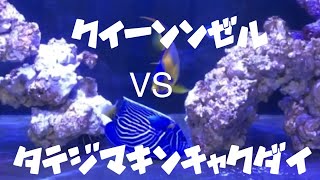 【海水魚】頂上決戦‼️クイーンエンゼルvsタテジマキチャクダイ（茶番）