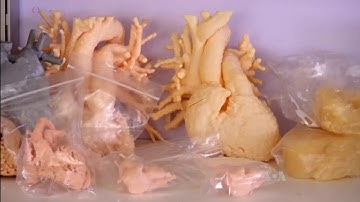 3-D Printed Practice Organs Smooth Toddler