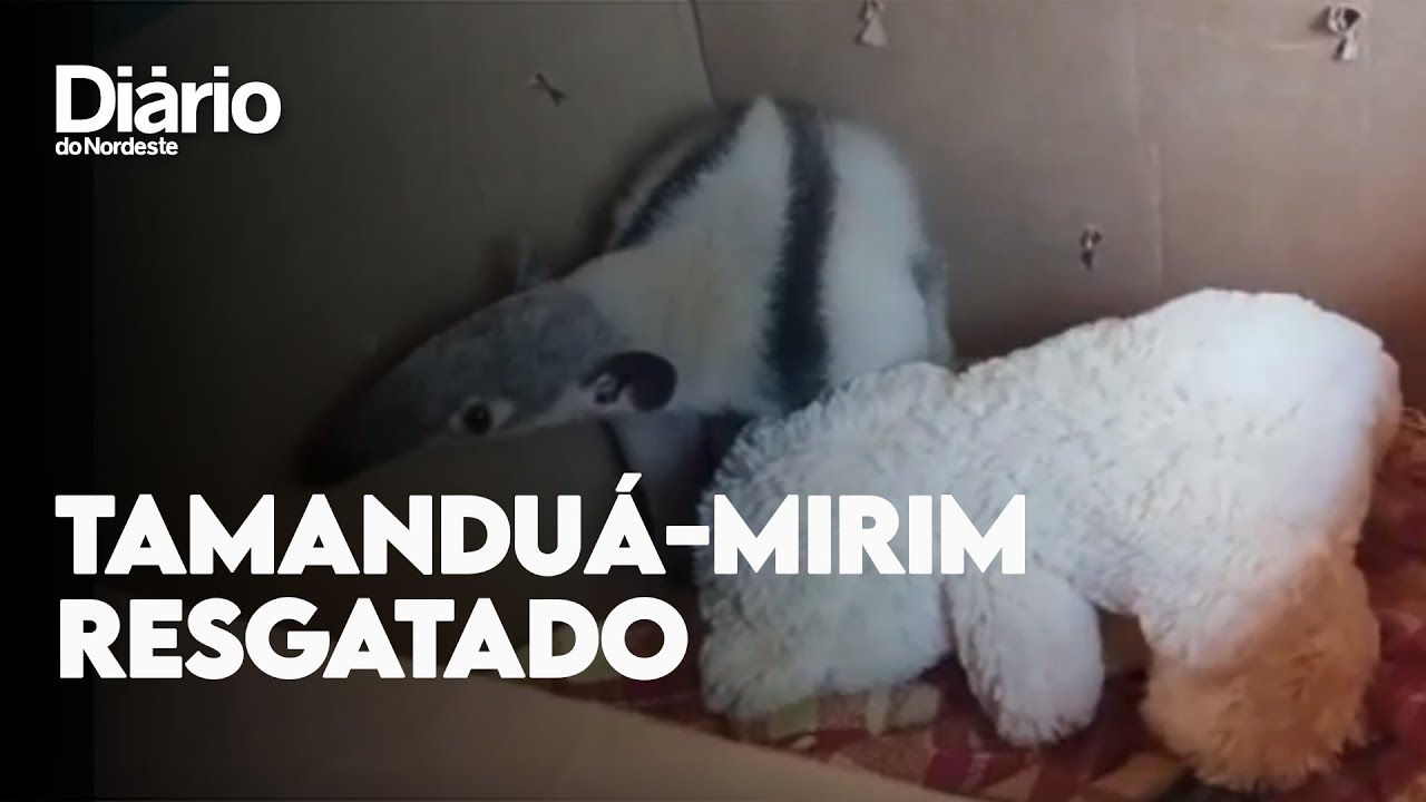 Vídeo: Tamanduá Mirim é resgatado em posto de combustíveis na