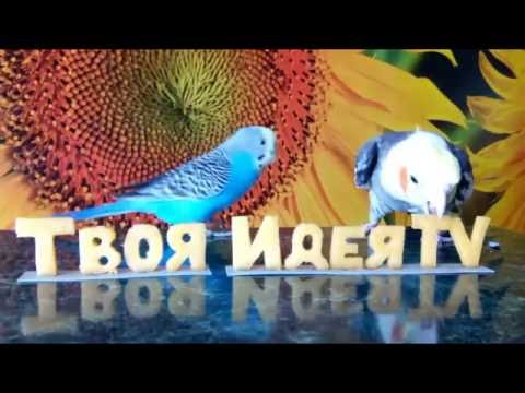Трейлер ТвояИдеяТВ