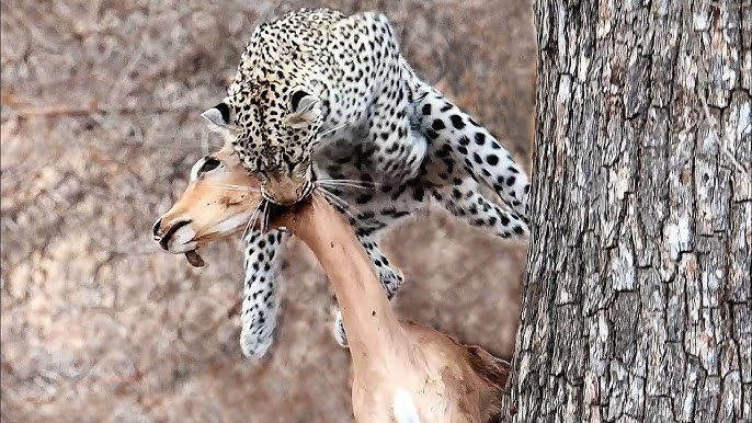 Leopard Drops Impala and Falls from Tree