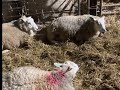 Signs of a sheep lambing