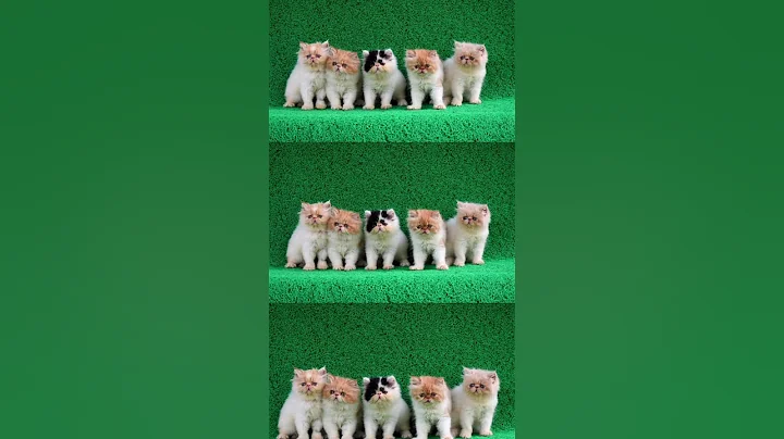 Watch the video about Cute kittens🎀 #persiancat #cat#cutecat #kitten #cutepets #funny #catfunny #meow #shorts