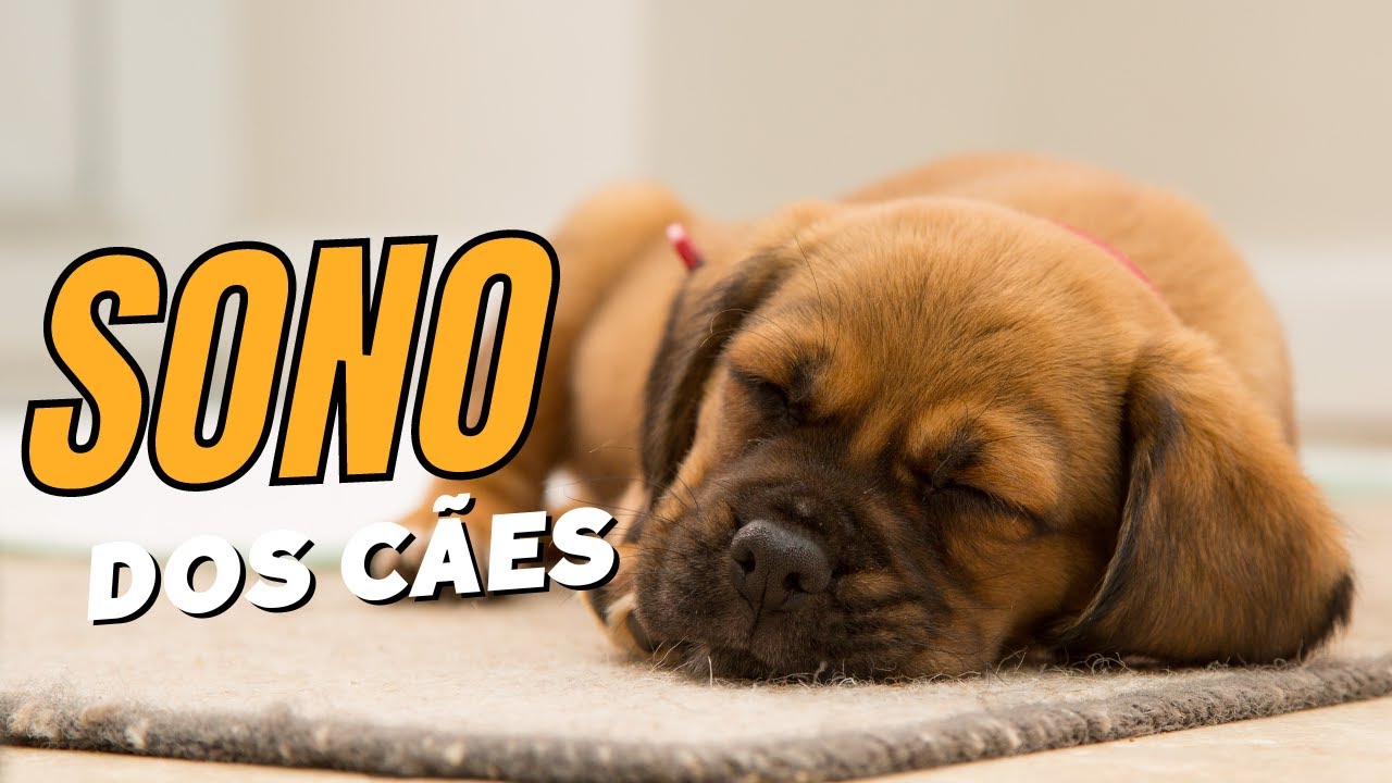 Quantas horas um cachorro dorme e dicas para ele ter um bom sono YouTube Quantas horas um cachorro dorme e dicas para ele ter um bom sono YouTube
