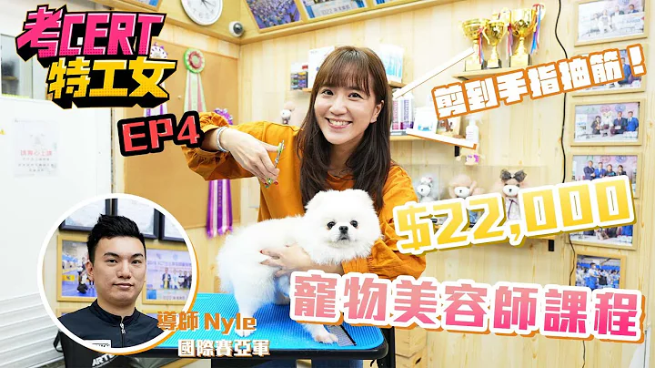 考CERT特工女｜宠物美容师要湿身唧屎 为赚过千时薪Cathy手抽筋 #星岛头条 #宠物美容 #宠物美容师课程 #招聘 #植咏珊 #证书课程 #考牌 #阿女又恋嚟 #考CERT特工女 - 天天要闻