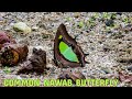 Common Nawab Butterfly , Polyura athamas , Feeding on POO , Mud Puddling at Reshi River , RishiKhola