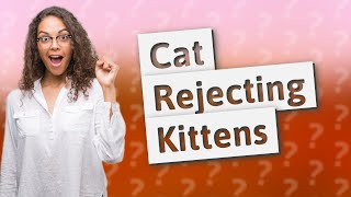 What to do if mother cat rejects kittens?