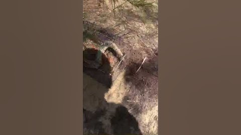 Bẫy dông cát Ninh Thuận