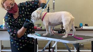 Humming While Grooming Aggressive Dog Face / Apr 20, 2021