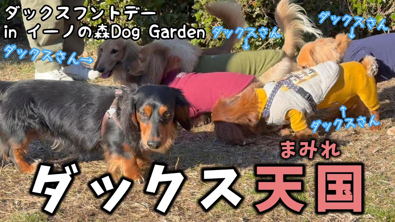 【ダックスまみれ】ここはダックス天国!?ダックスフントデーに参加して来ました！【イーノの森Dog Garden】