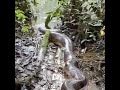 Anaconda en Ecuador