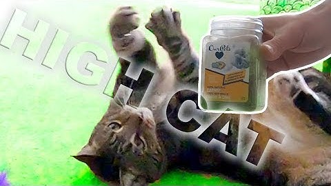 FUNNY FAT CAT and his Catnip. Kitty gets high and frisky! LOL