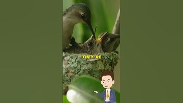 Only Bird To Fly Backwards #shorts #facts #wildlife