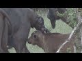 Safari Live : Cape Buffalo gives birth this afternoon on drive with Steve  March 18, 2018