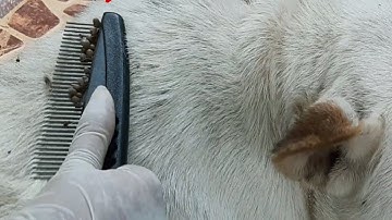 ticks removal by comb