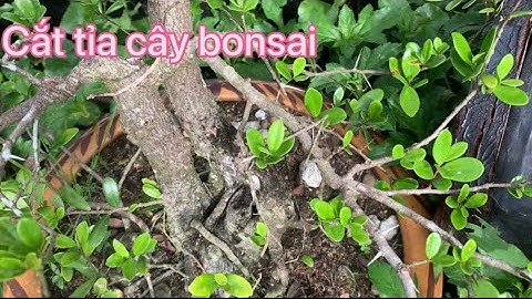 Hướng dẫn cách cắt tỉa cành cho những loại cây bonsai để có những thế đẹp nhất