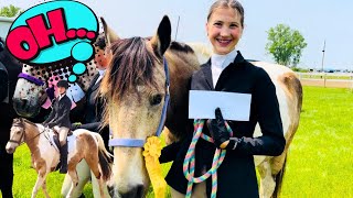 GAITED HORSE GOES TO HIS FIRST SHOW…WHAT COULD HAPPEN?!