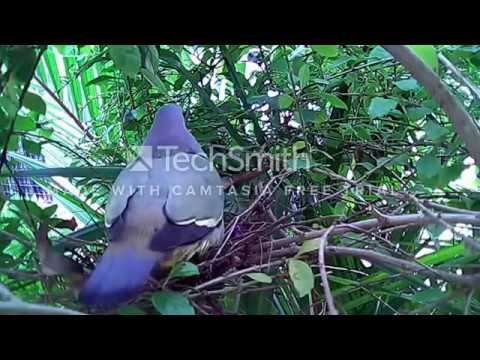 Suara Burung Punai Pemikat Youtube