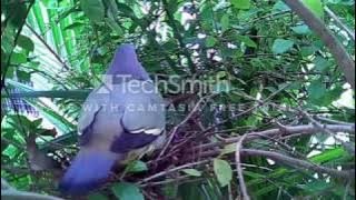 suara burung punai pemikat