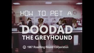 How To Pet A Doodad (The Greyhound)