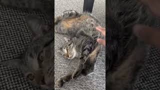 this happens when I touch my cat's belly