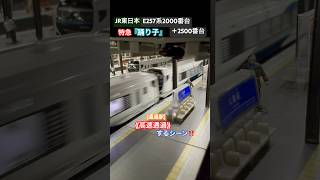 [高速通過‼︎] E257系2000 & 2500番台(14両編成) 特急『踊り子』が通過駅を高速通過するシーン‼︎ #nゲージ #特急踊り子 #e257系2000番台 #東海道線 #通過 #特急