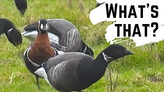 A Day of Surprises - The Wildlife of a UK Coastline!