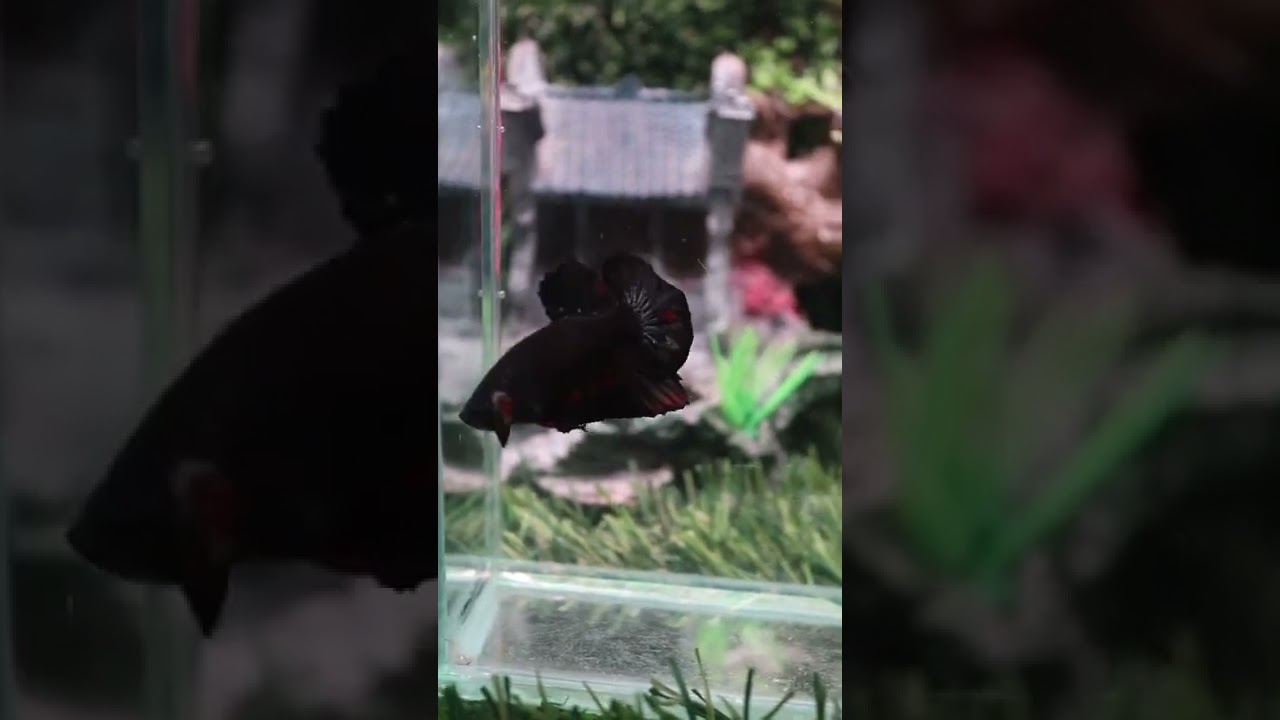 Beautiful of black copper betta fish