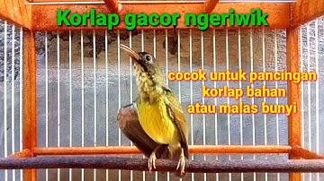 korlap trotol gacor ngeriwik || cocok buat pancingan korlap bahan atau malas bunyi cepat gacor emosi