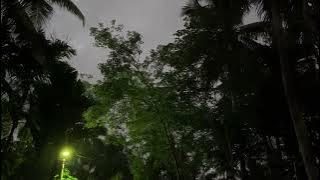 Mentahan suara burung di pagi hari 30 detik