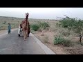 The people of thar travel by camel to the beautiful scenery of thar subscribe my chanal